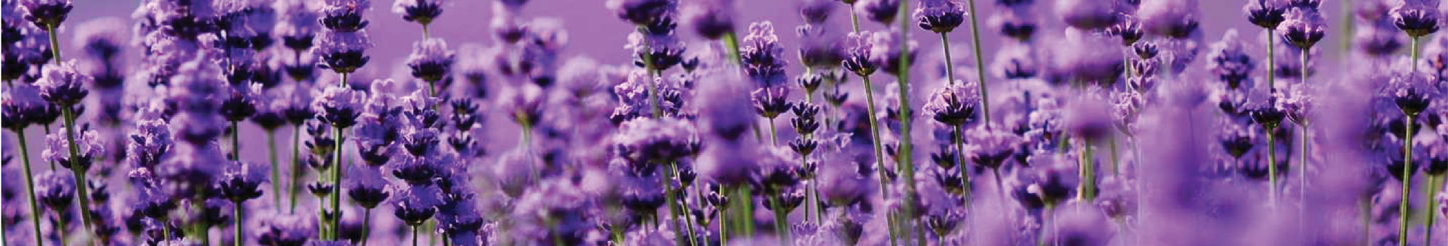 Lavender Pot